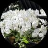 orchidtaxi